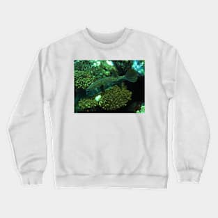 Porcupine Fish Crewneck Sweatshirt